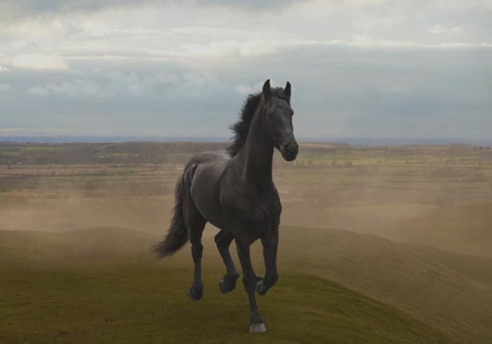 EMIR Pferde Teaser